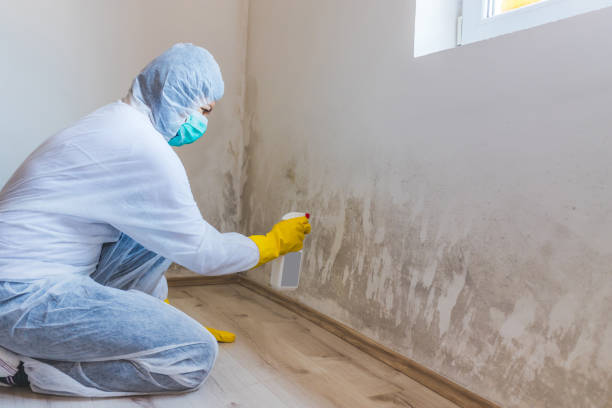 Licensed Attic Mold Removal service in Newton Highlands, MA - WQB Mold Removal