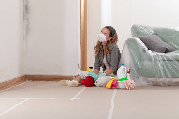 Reliable Attic Mold Removal contractor in Newton Highlands, MA by WQB Mold Removal