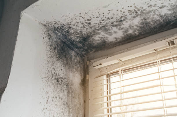 Affordable Attic Mold Removal solutions in Newton Highlands, MA