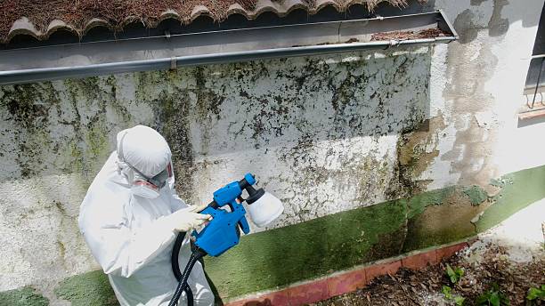 Top rated local Attic Mold Removal specialists in Newton Highlands, MA